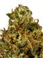 Gas Munkey Hybrid Cannabis Strain Thumbnail