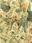 Gas Stank Hybrid Cannabis Strain Thumbnail