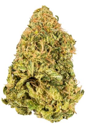 Geisel - Híbrida Cannabis Strain