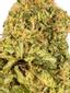 Geisel Hybrid Cannabis Strain Thumbnail