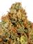 Gelato Glue Hybrid Cannabis Strain Thumbnail