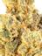 Gelatti Hybrid Cannabis Strain Thumbnail