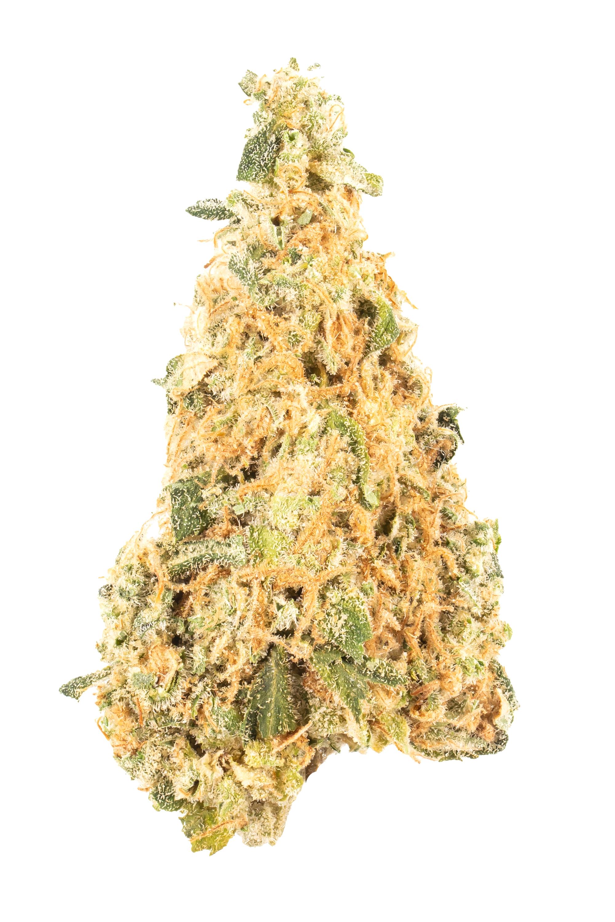 Gemelo - hybrid Cannabis Strain by Hytiva