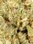 GG #4 Hybrid Cannabis Strain Thumbnail