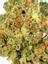 Ghost Berry Hybrid Cannabis Strain Thumbnail