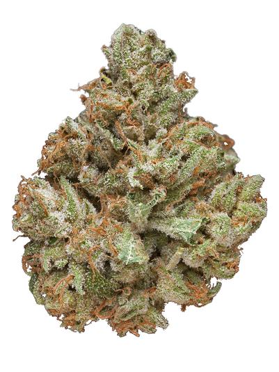 Ginger Grow Ogizzle - Hybrid Cannabis Strain