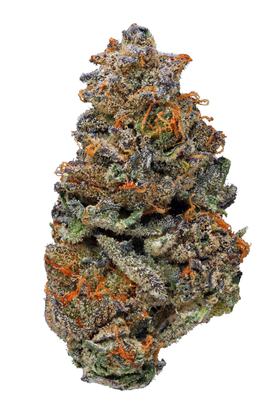 GSC - Híbrida Cannabis Strain