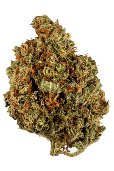 Glass Slipper - Híbrida Cannabis Strain