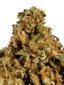 Glue Hybrid Cannabis Strain Thumbnail