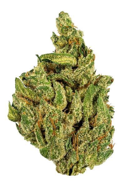 Gluechee - Híbrida Cannabis Strain