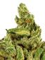 Gluechee Hybrid Cannabis Strain Thumbnail