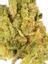 Gluestick Hybrid Cannabis Strain Thumbnail
