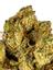 Gold Leaf OG Hybrid Cannabis Strain Thumbnail