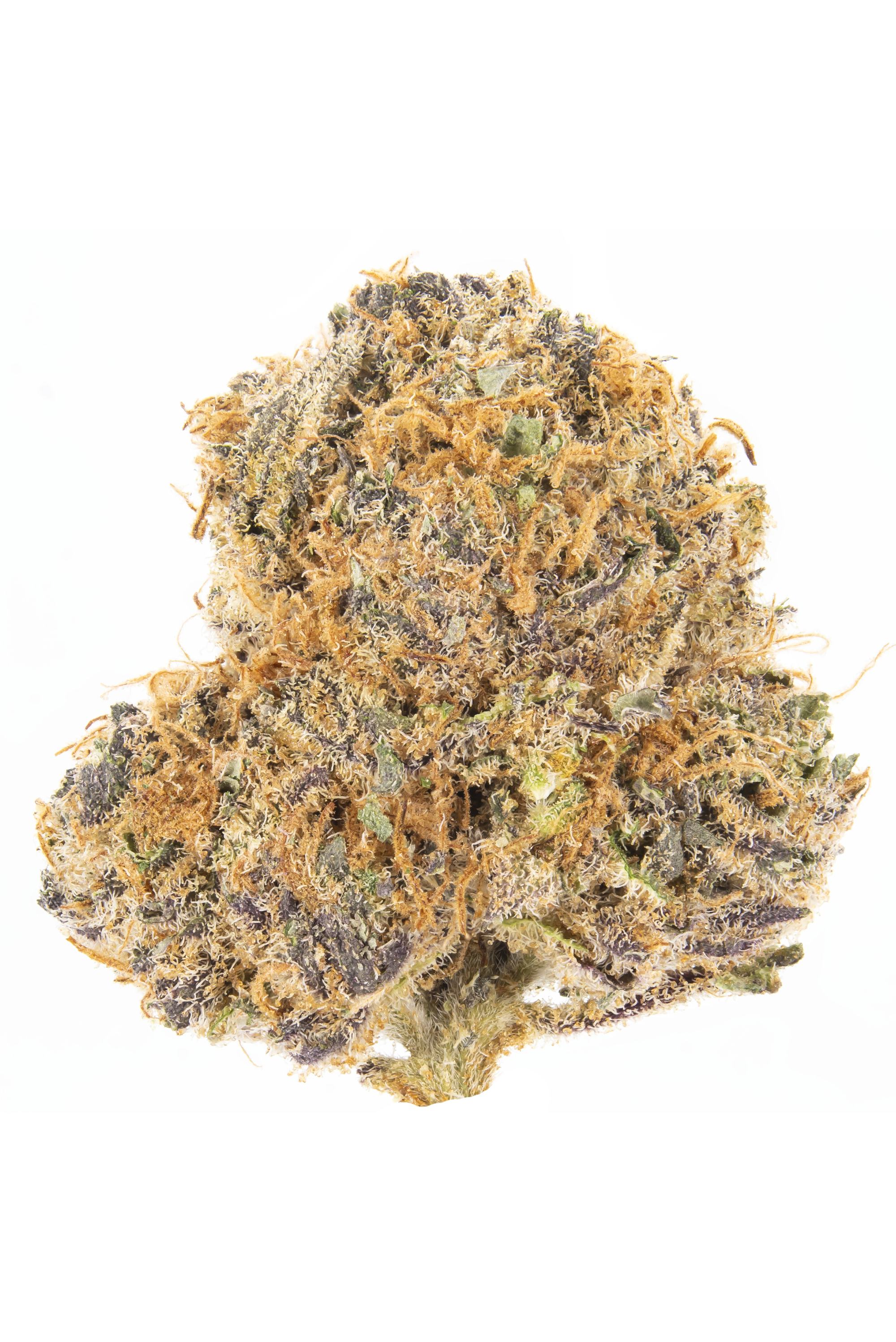 Gold Member - Hybrid Cannabis Strain