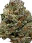 Goldberry Hybrid Cannabis Strain Thumbnail