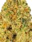 Golden Dream Hybrid Cannabis Strain Thumbnail