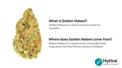 Golden Malawi - Sativa Strain