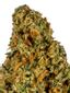 Golden Malawi Sativa Cannabis Strain Thumbnail