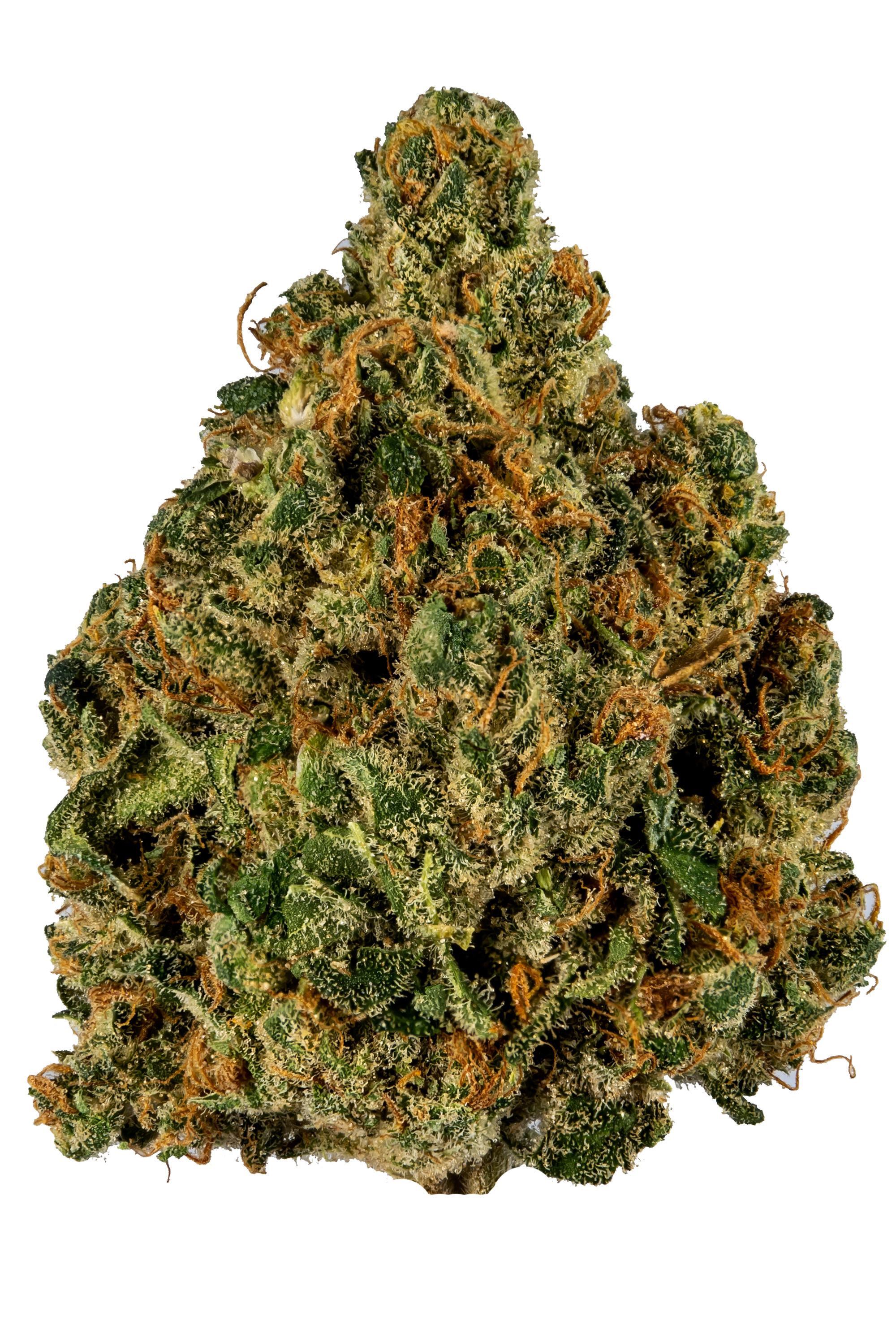 Golden Stormz Strain - Indica Cannabis Video, THC, Terpenes : Hytiva