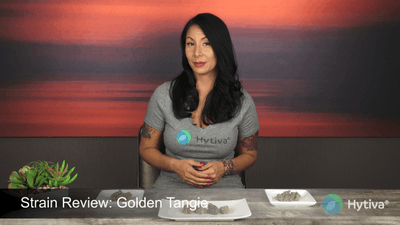 Golden Tangie - Hybrid Strain