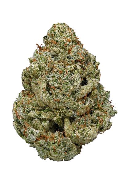 Gorilla Glue #4 - Híbrida Cannabis Strain