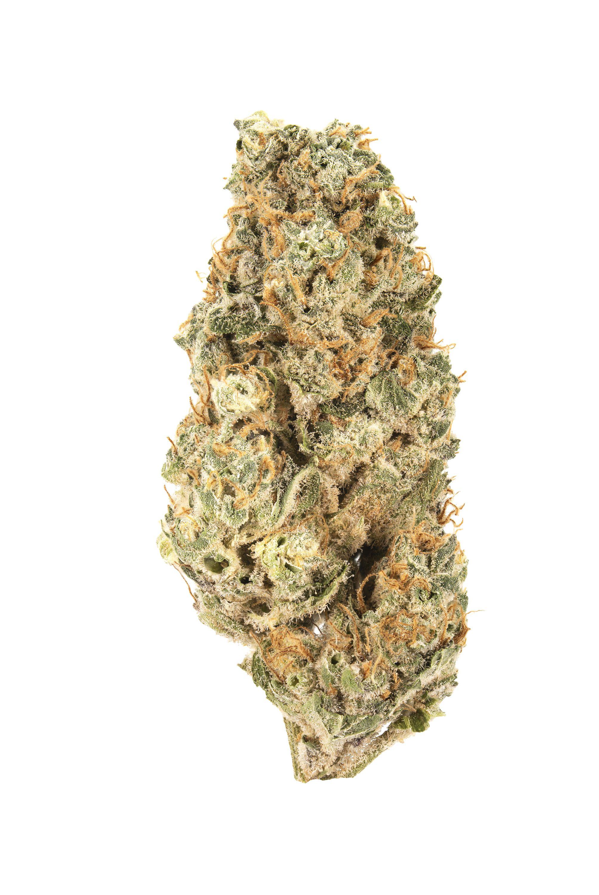 Gorilla Titz Cannabis Strain Bud