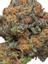 Grape Ape Hybrid Cannabis Strain Thumbnail