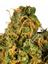 Grape Monster Sativa Cannabis Strain Thumbnail