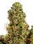 Grape Sorbet Hybrid Cannabis Strain Thumbnail