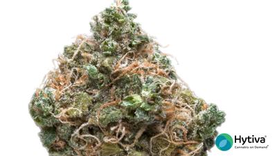 Grapefruit Diesel - Hybrid Cannabis Strain