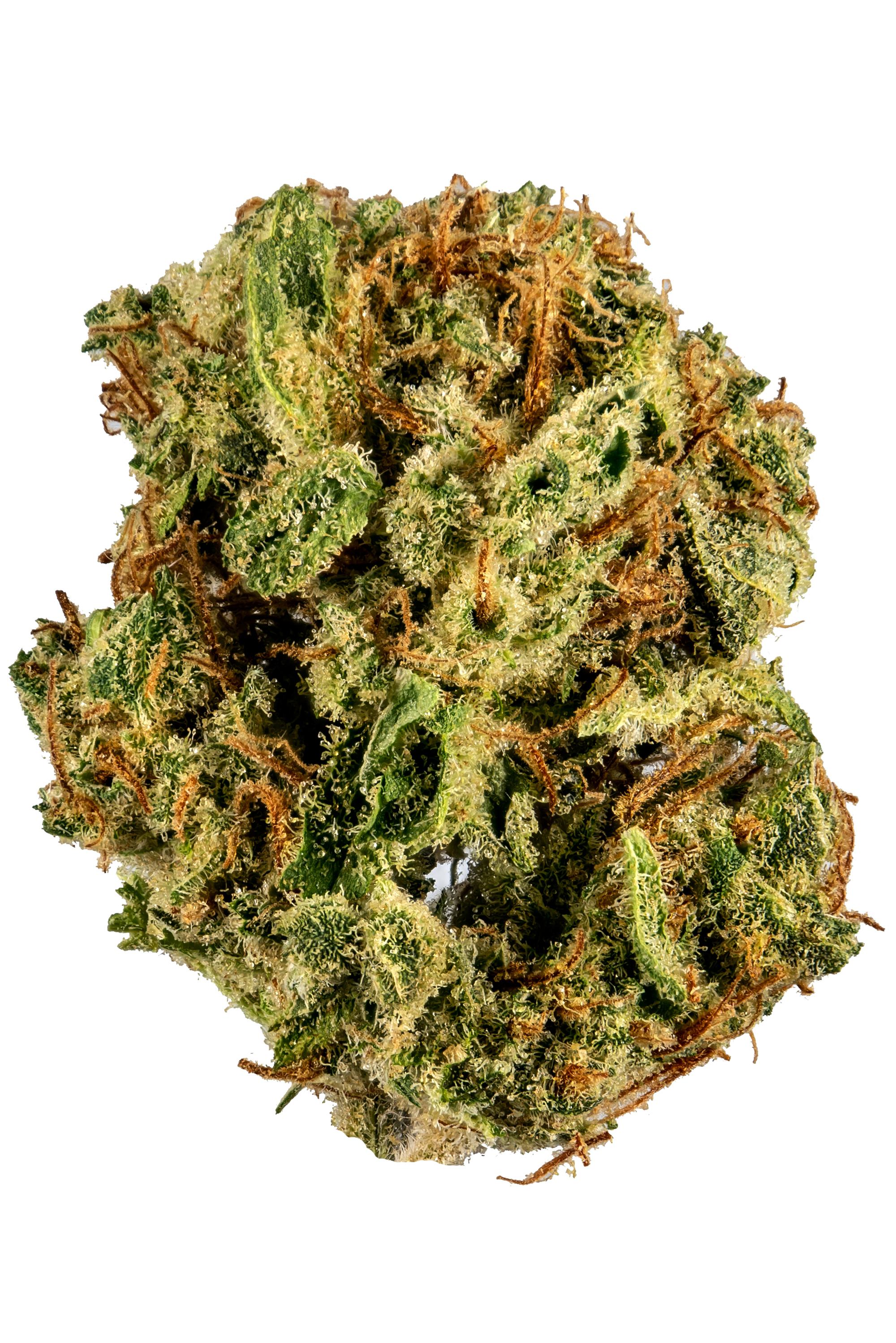 Gumbo Strain - Indica Cannabis Video, THC, Terpenes : Hytiva