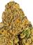 Gushers Hybrid Cannabis Strain Thumbnail