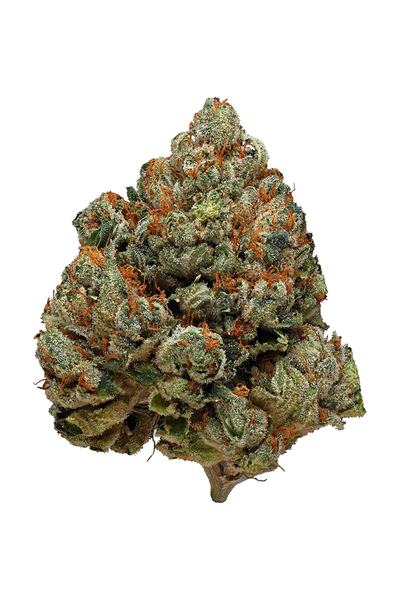 HCCC OG - Híbrida Cannabis Strain