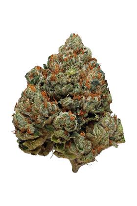 HCCC OG - Hybrid Cannabis Strain