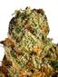 Hawaiian Butterscotch Hybrid Cannabis Strain Thumbnail