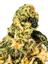 Heaven Mountain Hybrid Cannabis Strain Thumbnail
