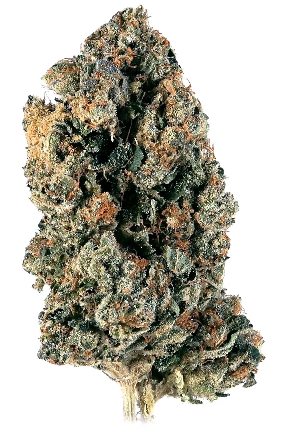 Hell's OG - Hybrid Cannabis Strain