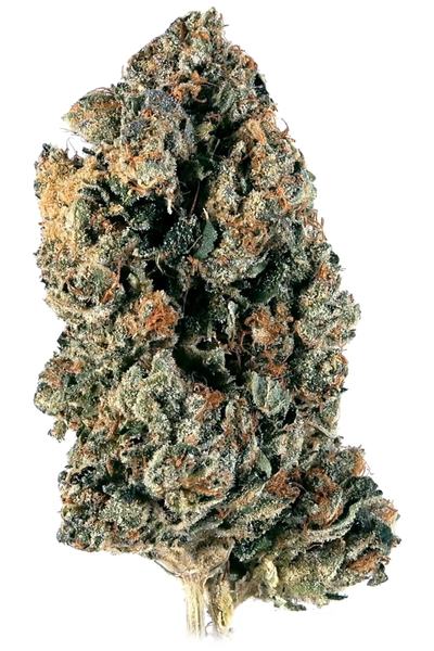 Hell's OG - Híbrido Cannabis Strain