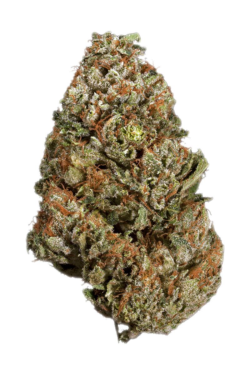 Buy Master Kush Cannabis Strain at a Dispensary Near You