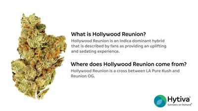 Hollywood Reunion - Hybrid Strain