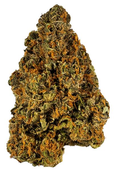 Homie's Choice - Híbrida Cannabis Strain