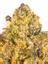 Horchata Hybrid Cannabis Strain Thumbnail