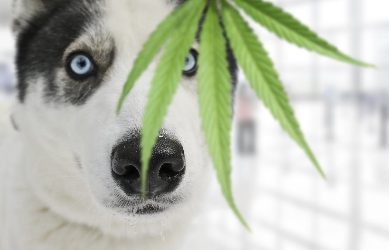 Safely Using Cannabis as an Alternative for Pets