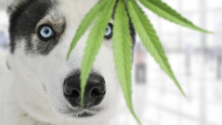 Safely Using Cannabis as an Alternative for Pets