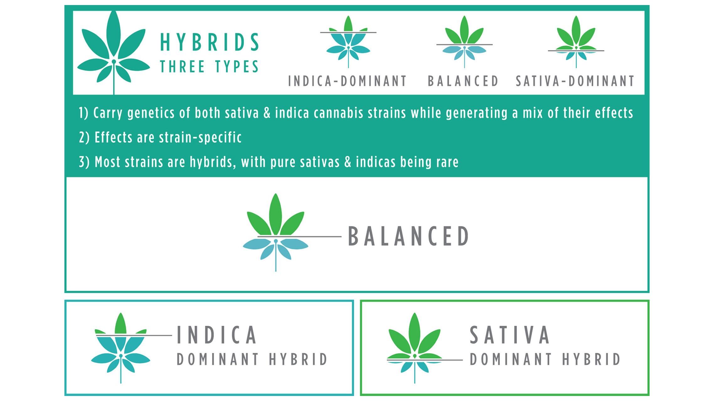 Understanding the 3 Types of Cannabis Hybrids (INFOGRAPHIC)