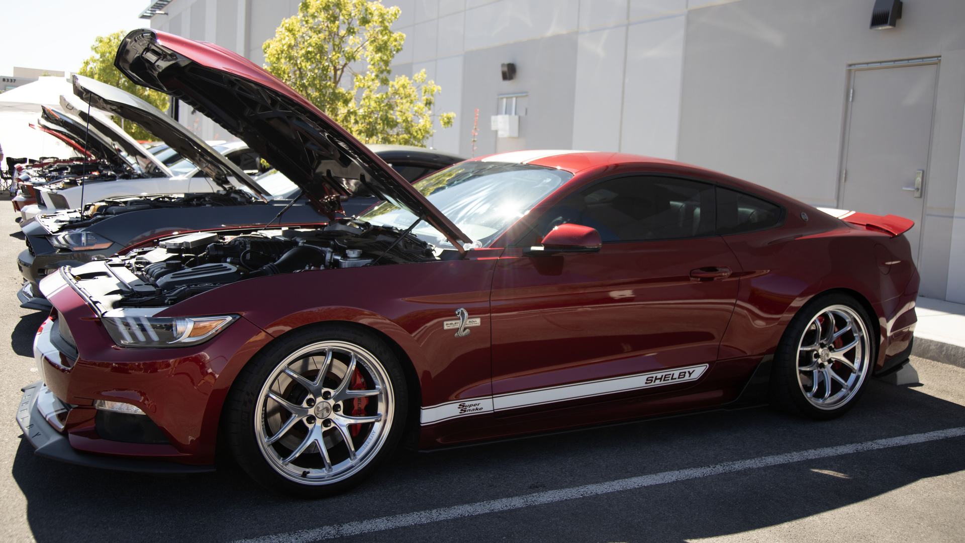 The Ford Mustang Shelby Super Snake - The Snake That Bites Back The Ford Mustang Shelby Super Snake - The Snake That Bites Back