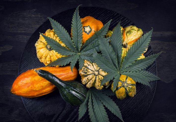 Cannabis leafs lay on top of a group of yellow and orange squash.