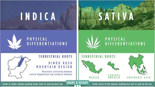 Sativa vs Indica: A Comprehensive Guide to Cannabis Types and Effects