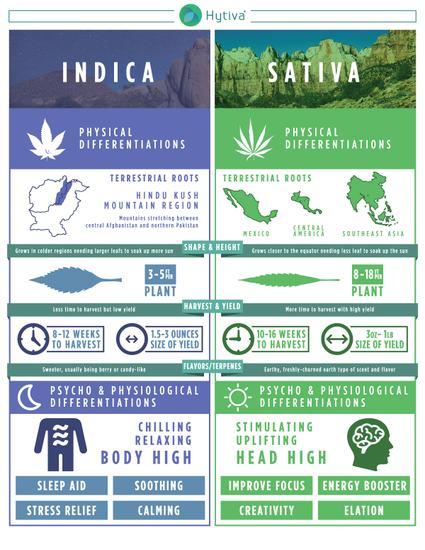 The Hytiva info graphic front explains the differences between cannabis strain types, Indica and Sativa and their effects..