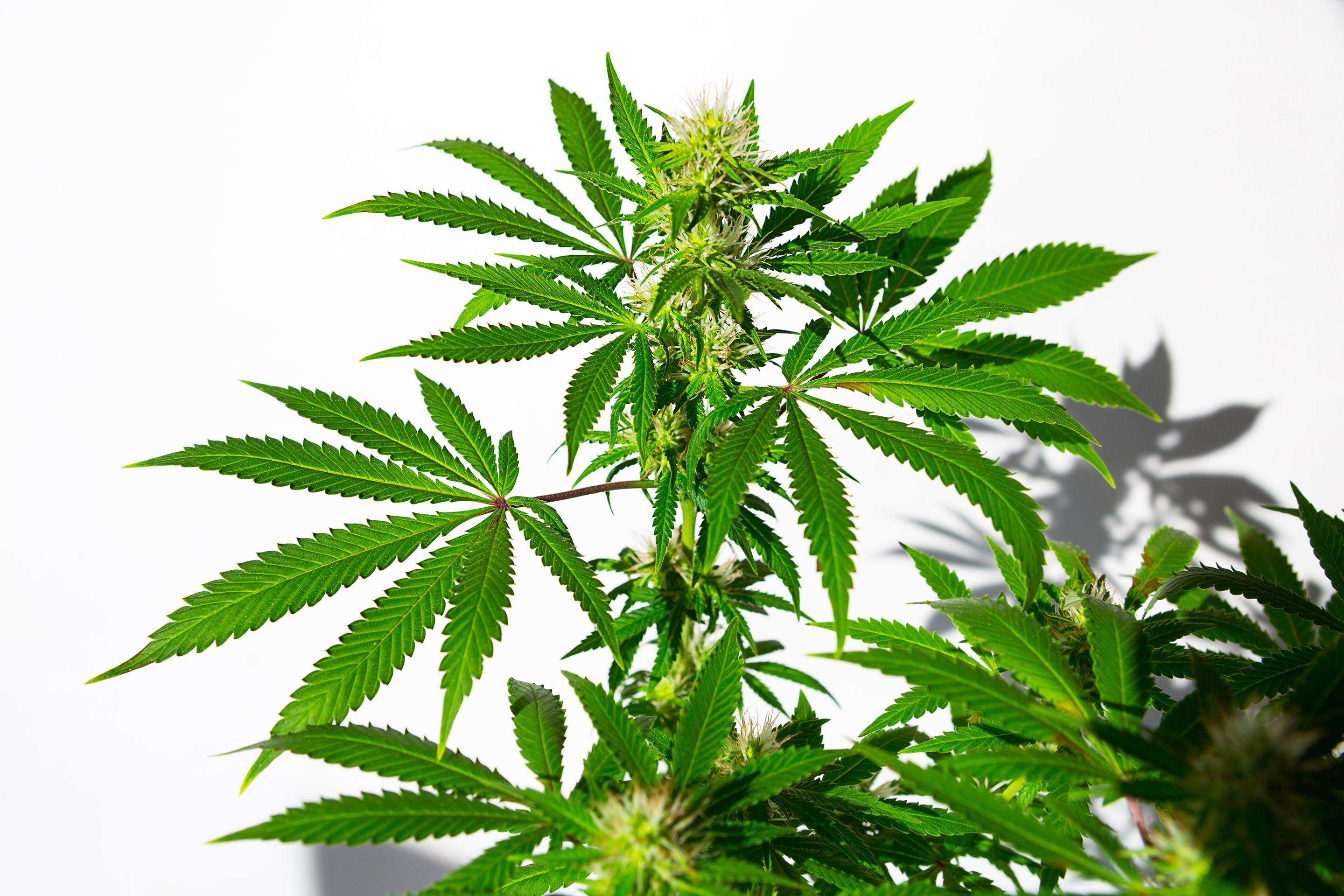 Giants of Cannabis: Jack Herer